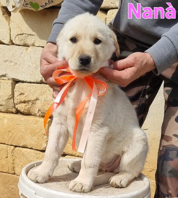 Nana' Cucciola Femmina